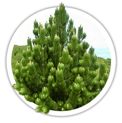 Сосна белокорая / Гельдрейха Pinus leucodermis